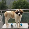 Photo de Balibalou