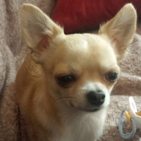 Photo de profil de Gringo
