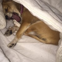 Photo de profil de Tika