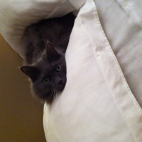 Photo de profil de Choupette