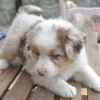 Photo de Loki