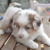 Photo de profil de Loki