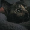 Photo de Tchaï 