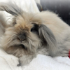 Photo de Caramel