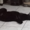 Photo de REGLISSE