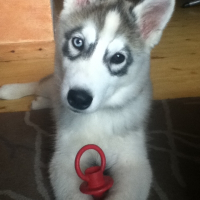 Photo de profil de Kenzo