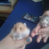 Photo de ten ten et nami, Hamster