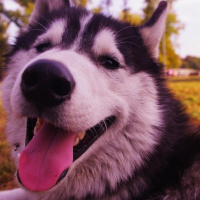 Photo de profil de Gobi