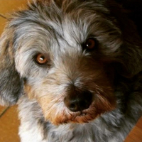 Photo de profil de Gus des étangs de Ham