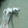 Photo de Snow
