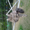 Photo de Joy, Maine Coon