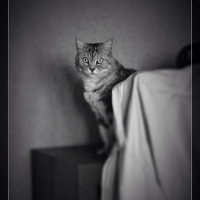 Photo de profil de Gribouille