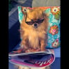 Photo de Cooper