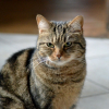 Photo de Koumy