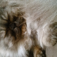 Photo de profil de Graphite 
