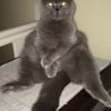 Photo de Diva, British Shorthair