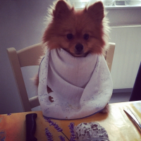 Photo de profil de Poopie