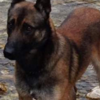Photo de profil de Gibson 