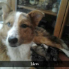 Photo de Idole