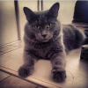 Photo de Écla , Chartreux
