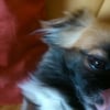 Photo de Lamka