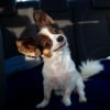 Photo de Gizmo
