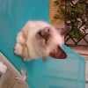 Photo de Gizmo, Sacré de Birmanie