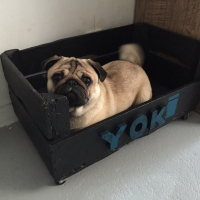 Photo de profil de Yoki