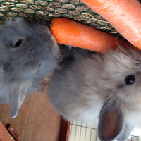 Photo de profil de Bugs et buny
