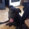 Photo de Brutus