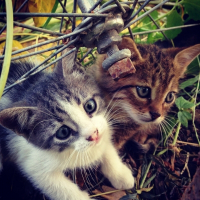Photo de profil de Diavoletto et Angelo