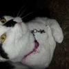 Photo de Minouche