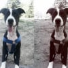 Photo de Blacky