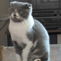 Photo de profil de Lord Petit Coeur