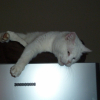 Photo de Mao
