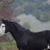 Photo de Black Jack