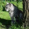 Photo de Silver