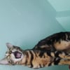 Photo de Nala