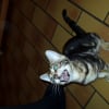 Photo de Luffy, Bengal