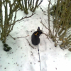 Photo de Panpan