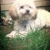 Photo de Bella, Bichon Maltais