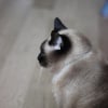 Photo de melodie