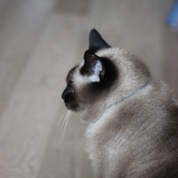 Photo de profil de melodie