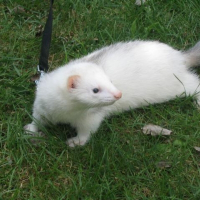 Photo de profil de Jéronimo