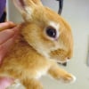 Photo de Bibouille