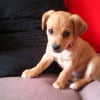 Photo de Coco