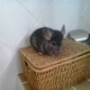 Photo de Capucine