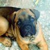 Photo de Shadow 