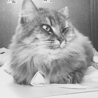 Photo de profil de Champomy 