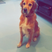 Photo de profil de Elvis 